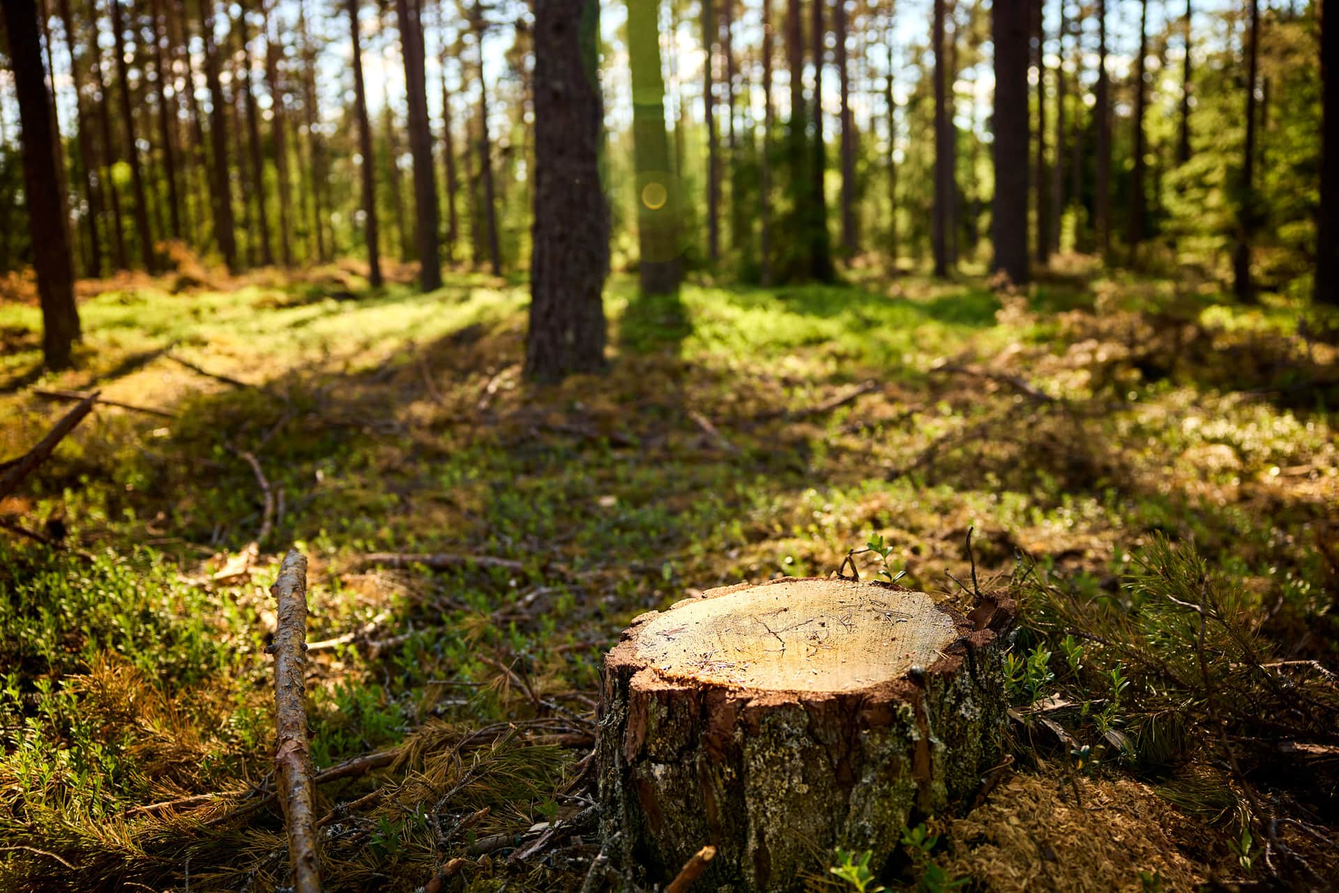 Trädstubb i en solbelyst skogsglänta, omgiven av höga träd och grönt undervegetation, med fläckigt solljus på marken.
