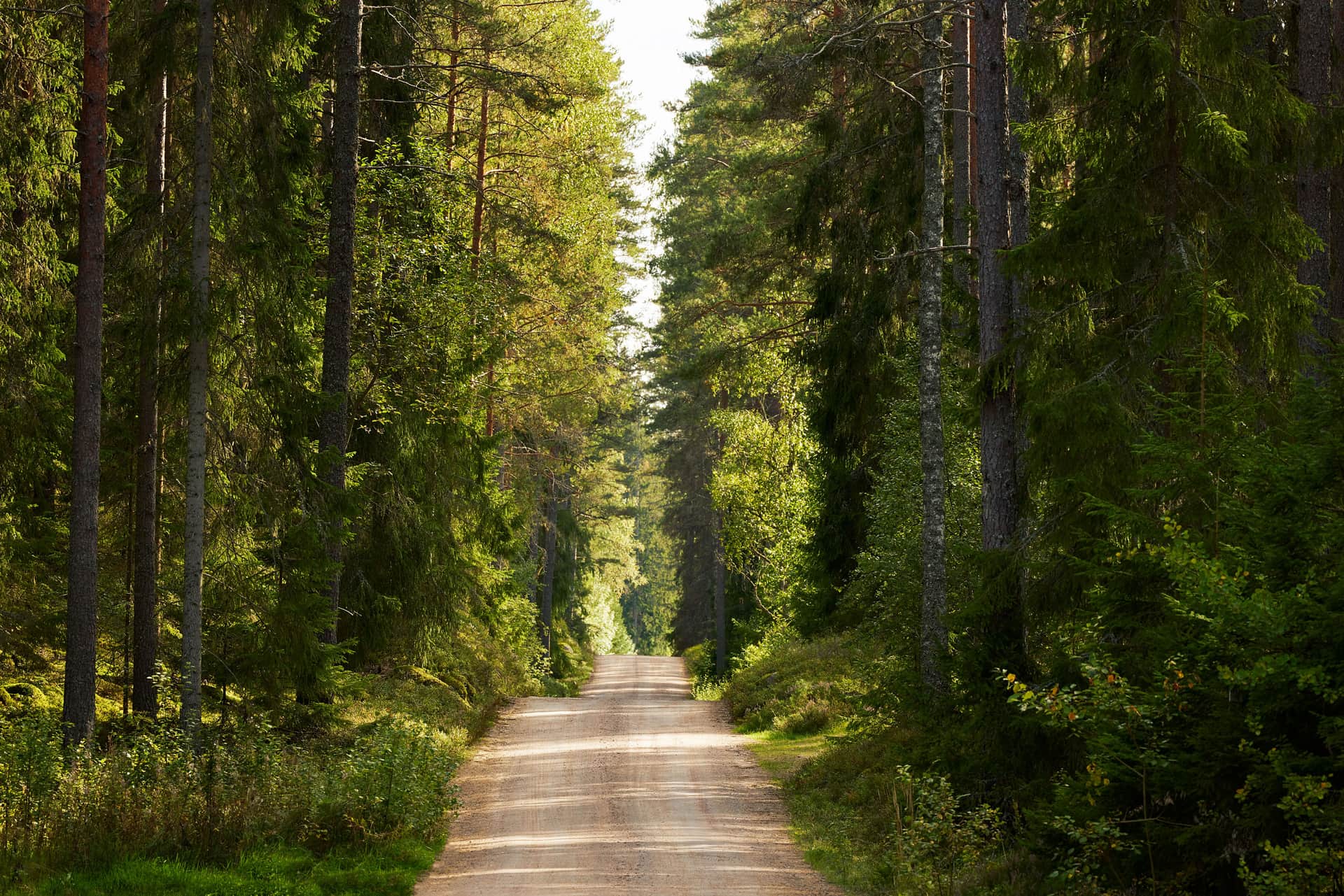 En grusväg går genom en tät skog med höga gröna träd på båda sidor i dagsljus.
